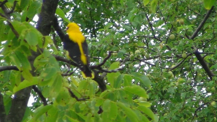 uneori el mai sta in zona maxim 2min
