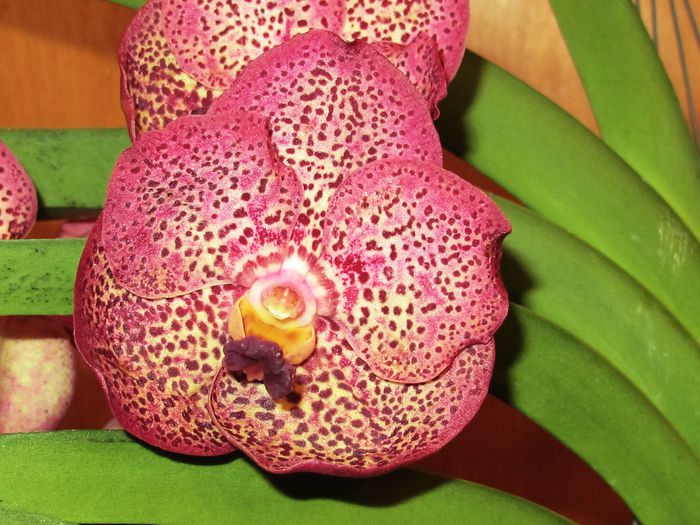 Vanda Red Spot - Vanda