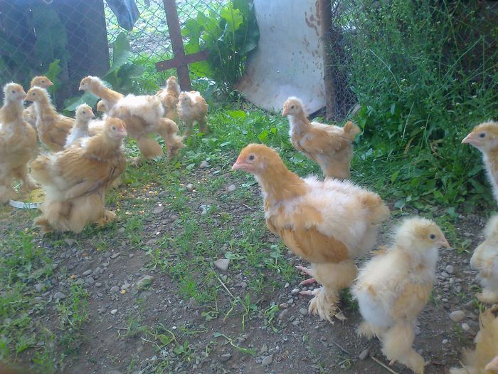 TINERET PUI COCHINCHINA GALBEN