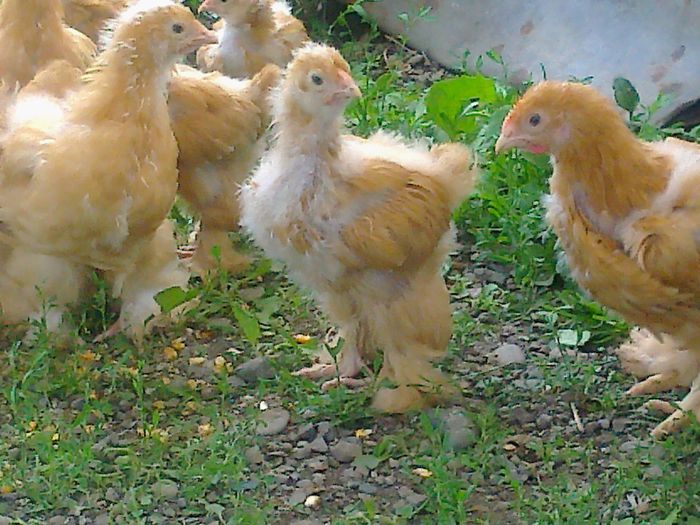 TINERET PUI COCHINCHINA GALBEN