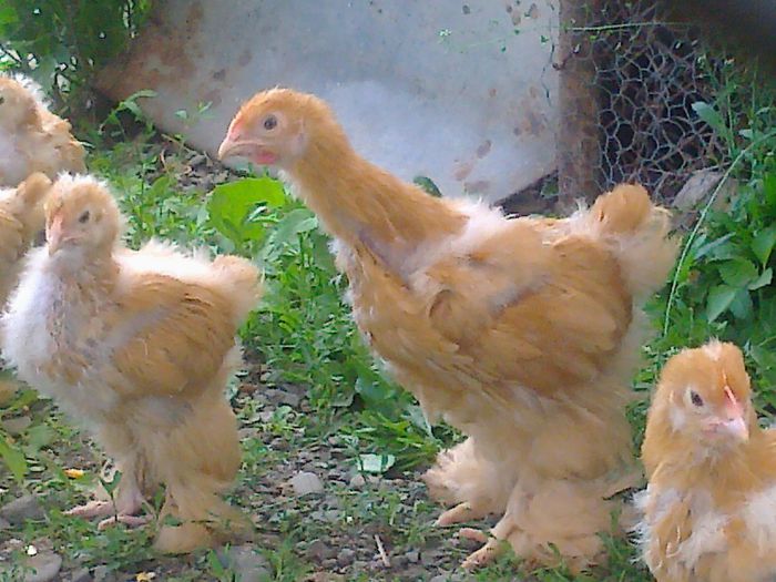 TINERET PUI COCHINCHINA GALBEN