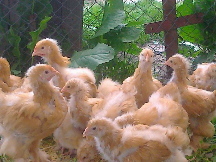 TINERET PUI COCHINCHINA GALBEN