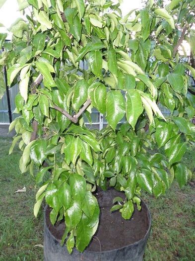 lamai