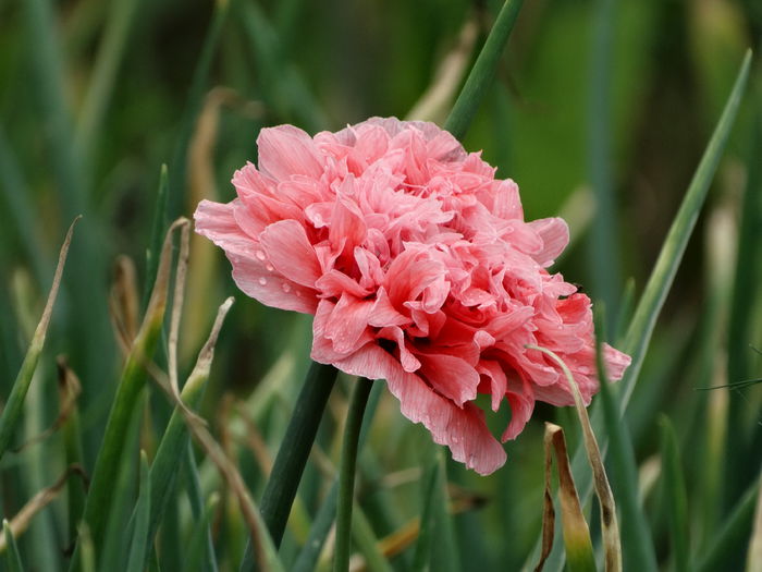 Floare mac - Gradina bunicii