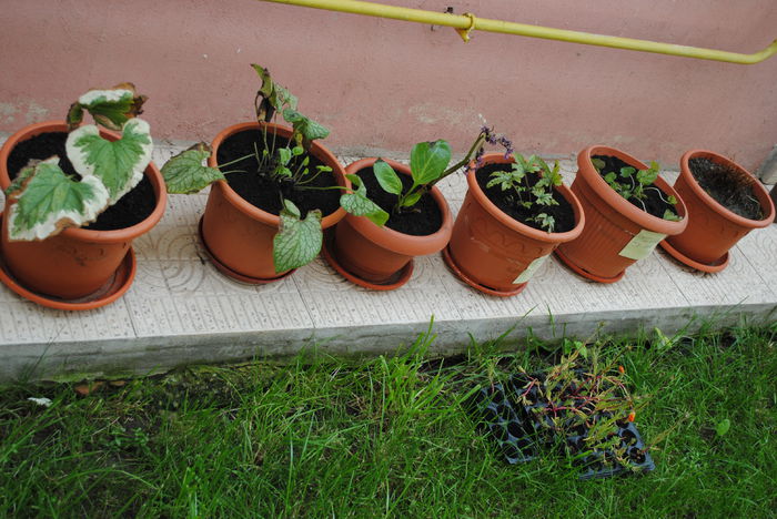 brunnera,bergenia,heuchera(20 iunie) - yyy 2014 gradina mea