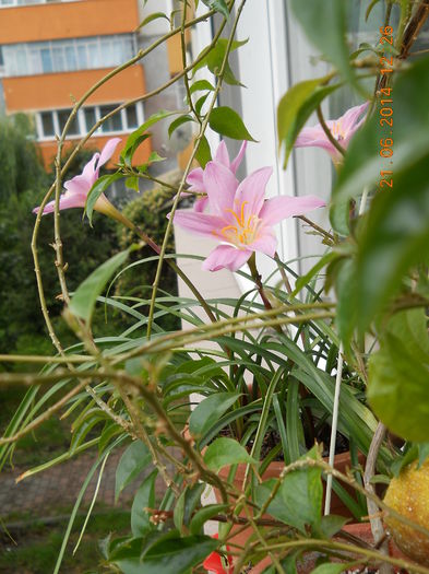 003