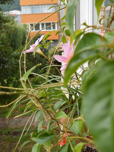 004 - IUNIE 2014