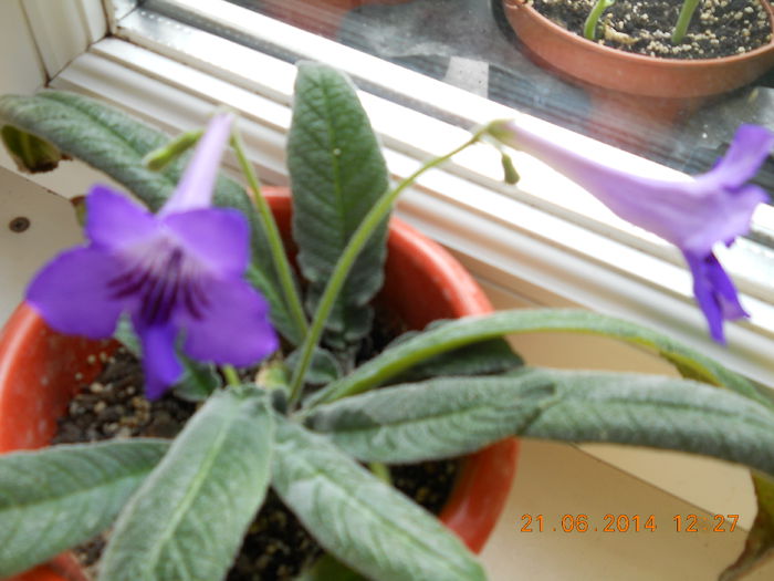 streptocarpus - IUNIE 2014