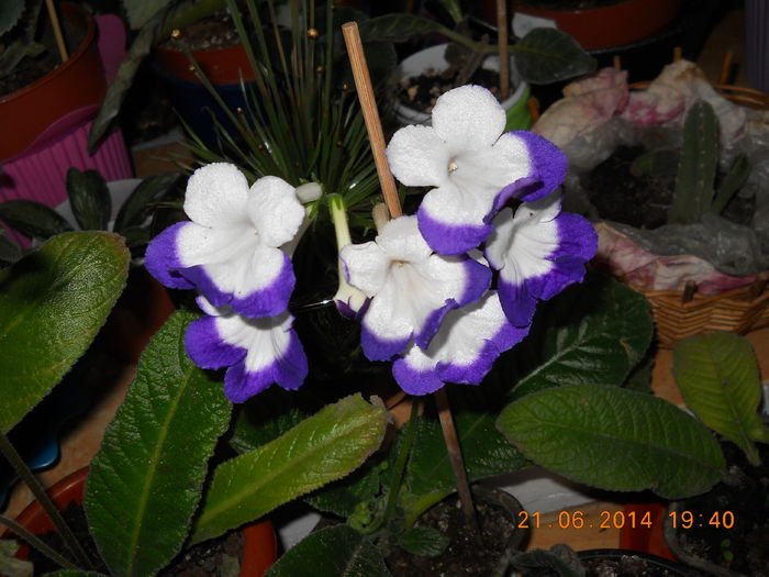 streptocarpus - IUNIE 2014