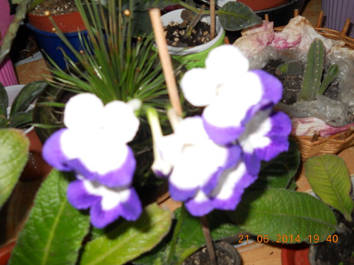 025 - IUNIE 2014