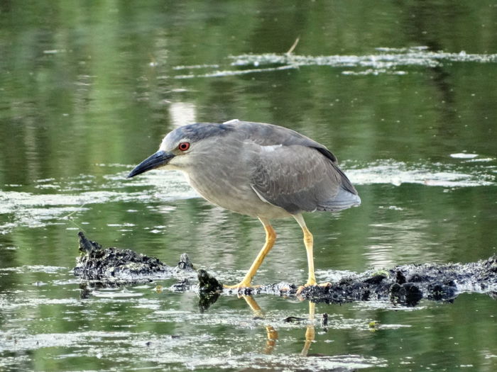 Stârcul de noapte; Nycticorax nycticorax
