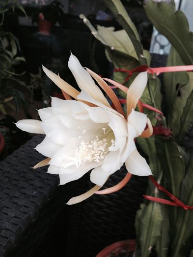 image - Epiphyllum