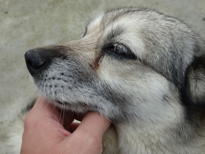 DSC00941 - Cainii mei