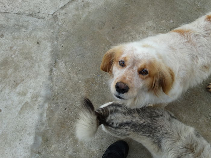 DSC00942 - Cainii mei