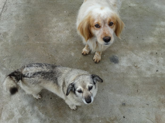 DSC00943 - Cainii mei