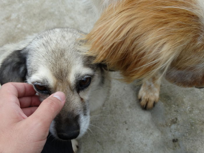 DSC00947 - Cainii mei