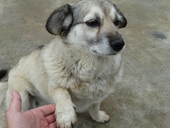 DSC00949 - Cainii mei