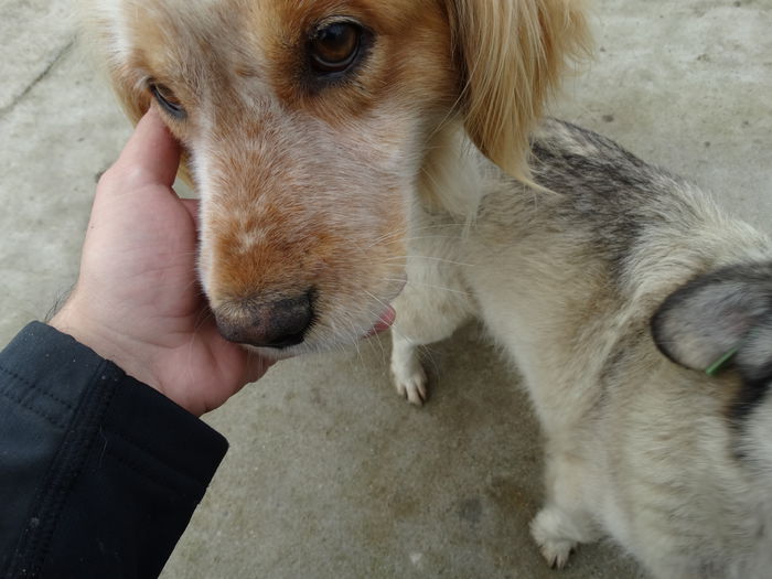 DSC00953 - Cainii mei