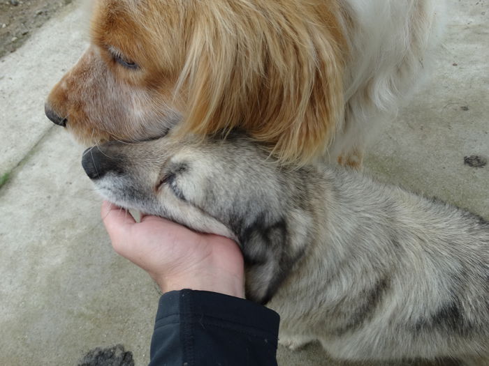 DSC00955 - Cainii mei