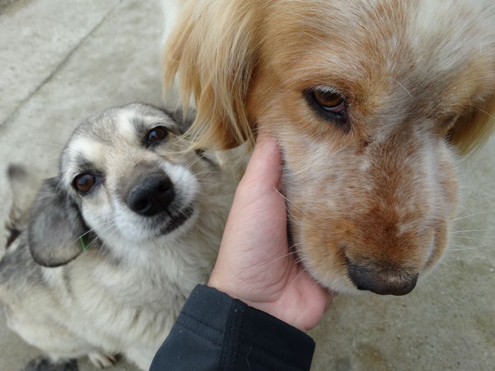 DSC00956 - Cainii mei