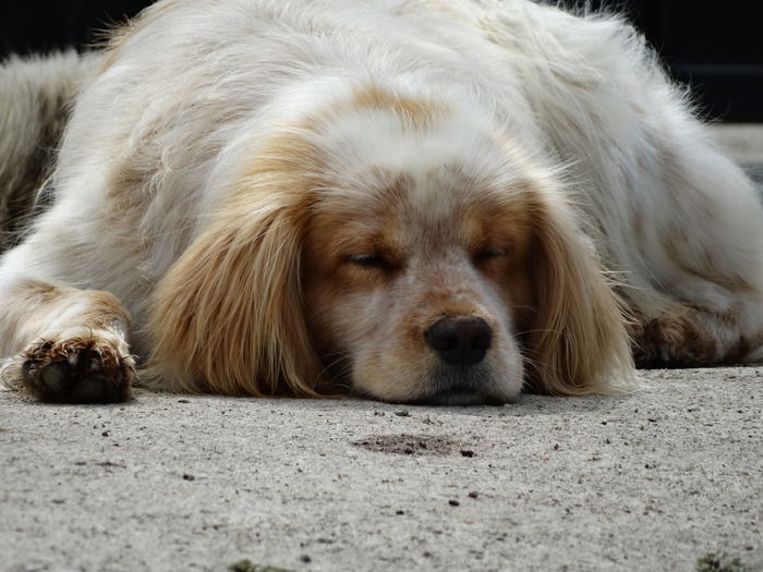 DSC01002 - Cainii mei