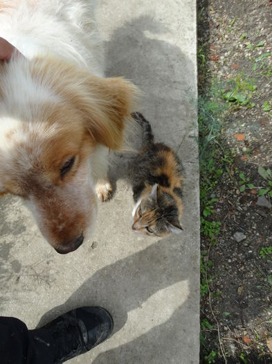 DSC01004 - Cainii mei