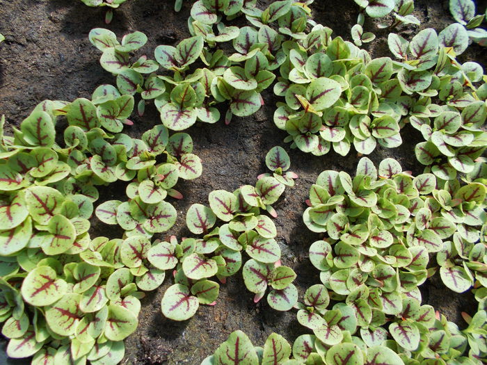  - SEMINTE MACRIS SANGERIU-RUMEX SANGUINEUS