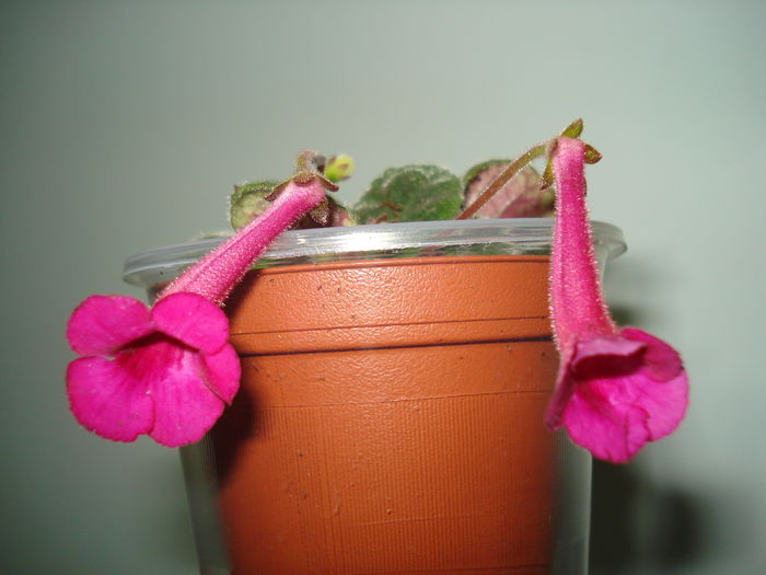 DSC09739 - FLORI 2014