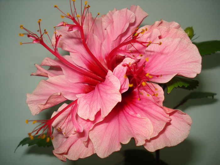 Kona - FLORI 2014