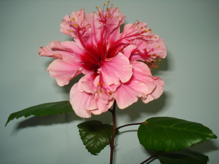 Kona - FLORI 2014