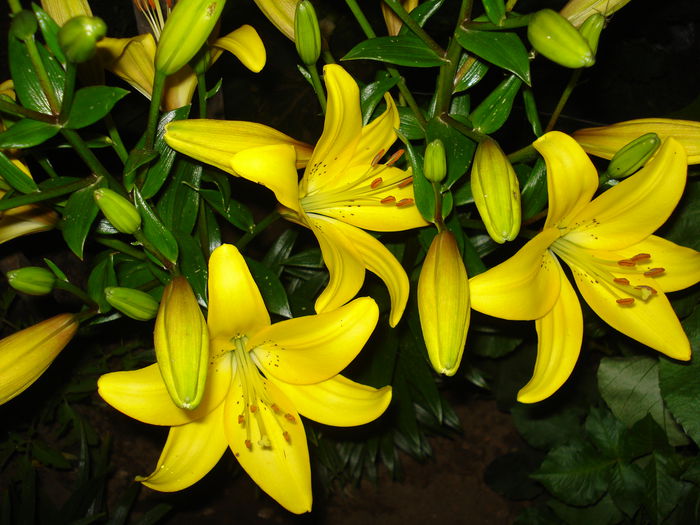 DSC09702