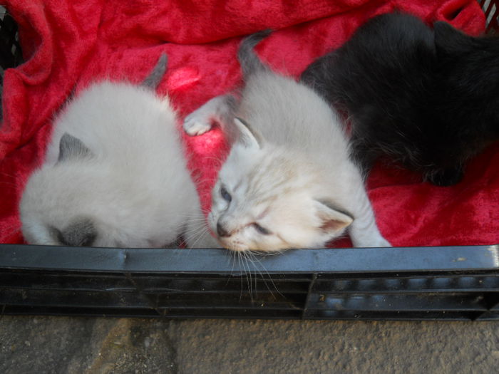 Avem Varsta de 1 luna, peste ceva timp o sa cautam un stapan iubitor de pisicute !