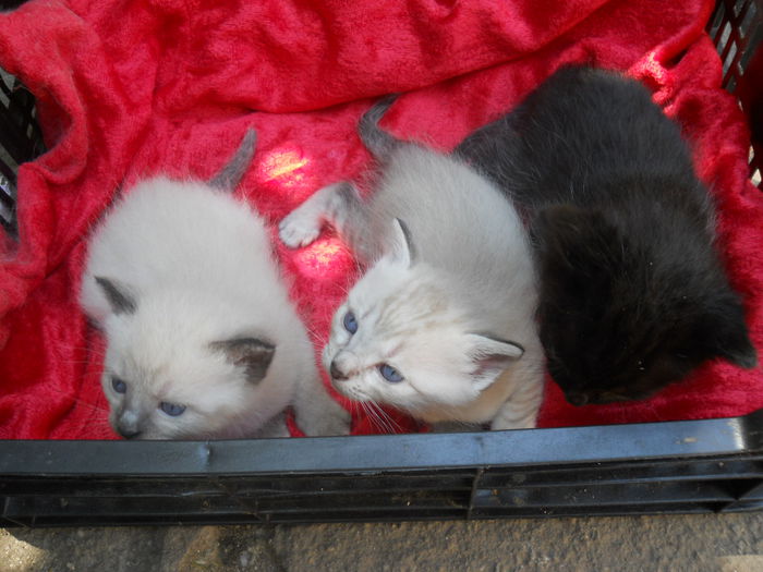 Avem Varsta de 1 luna, peste ceva timp o sa cautam un stapan iubitor de pisicute !