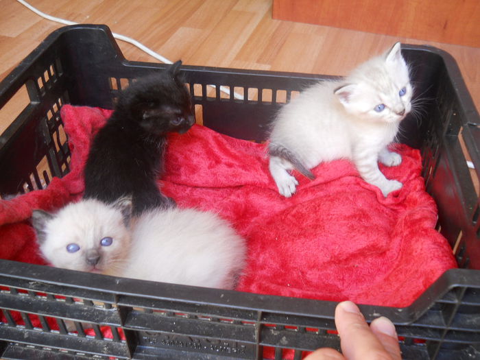 Avem Varsta de 1 luna, peste ceva timp o sa cautam un stapan iubitor de pisicute !