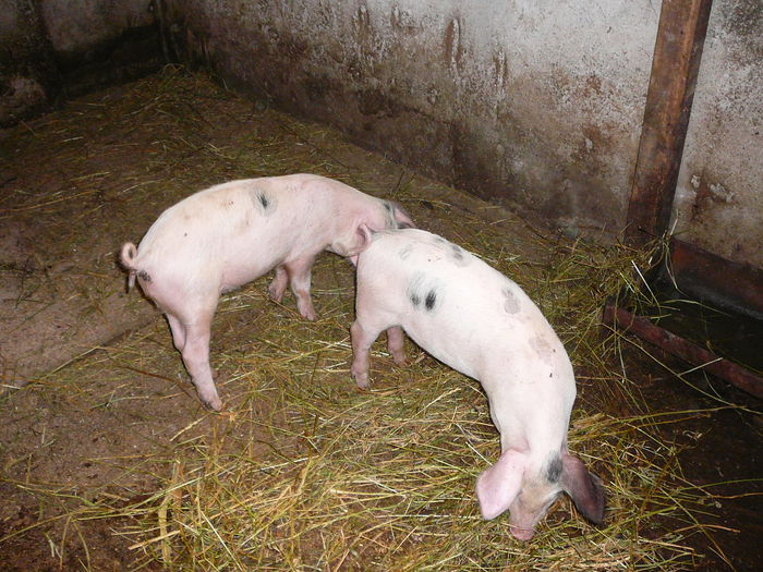 enucu si vierusu - w_13_0_PORCI 2010-2018