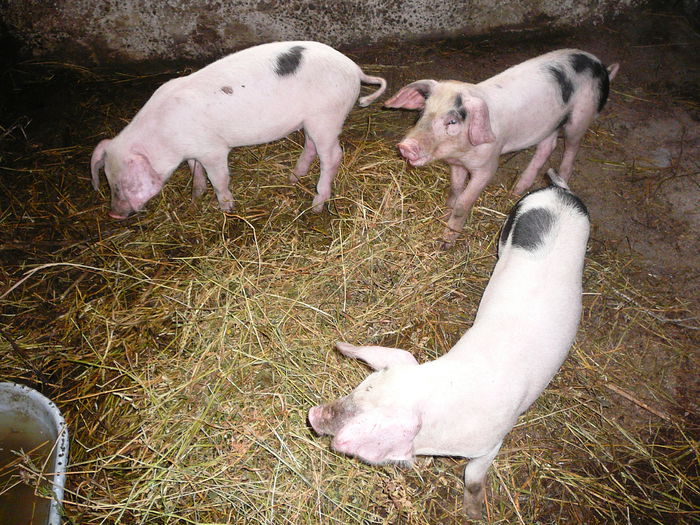 doua fetite de samanta si una de taiat - w_13_0_PORCI 2010-2018