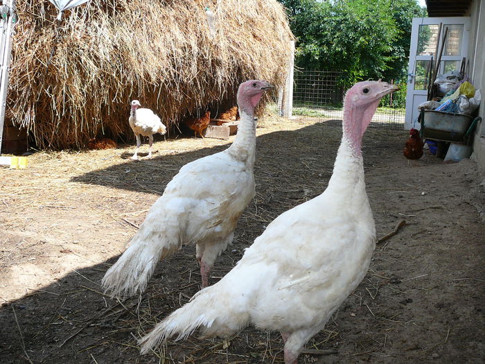 ...prin curte... - 2014 Curcani-Big 6