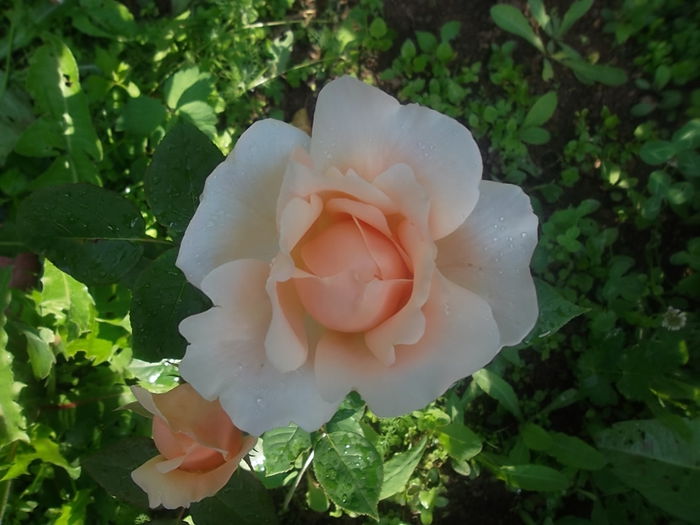 ambridge rose - trandafiri austin