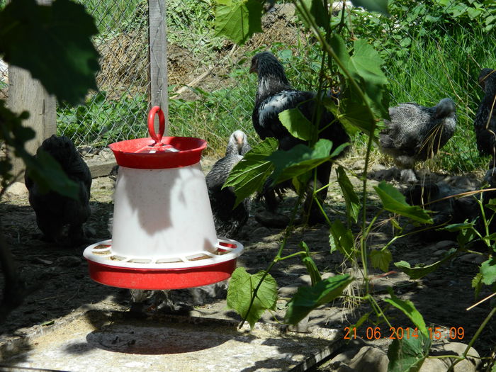 bhi; camuflati ... ;)
