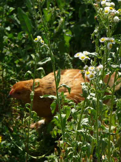 P1030883 - o pasiune frumoasa