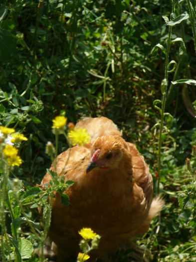 P1030884 - o pasiune frumoasa