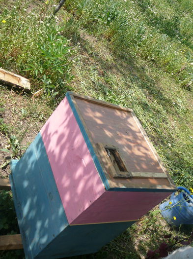 P1030885 - o pasiune frumoasa