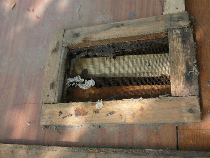 P1030886 - o pasiune frumoasa