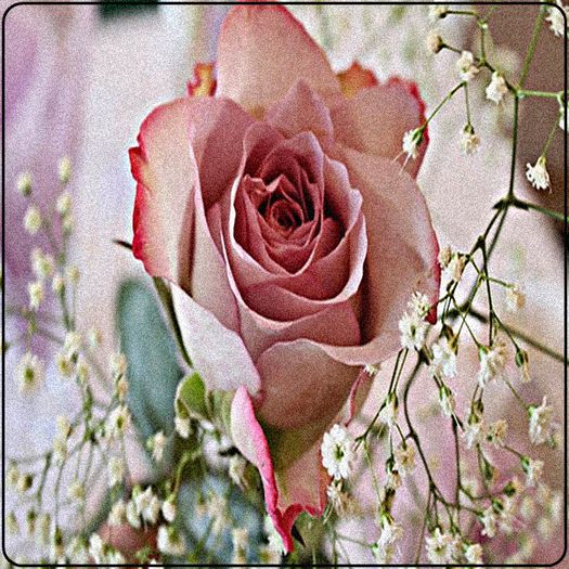 Ｔｈｅ ｒｏｓｅ ｉｓ ｍａｇｉｃａｌ ． - description - lll a life is like a rose lll