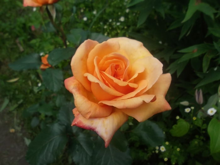 lolita - trandafiri kordes