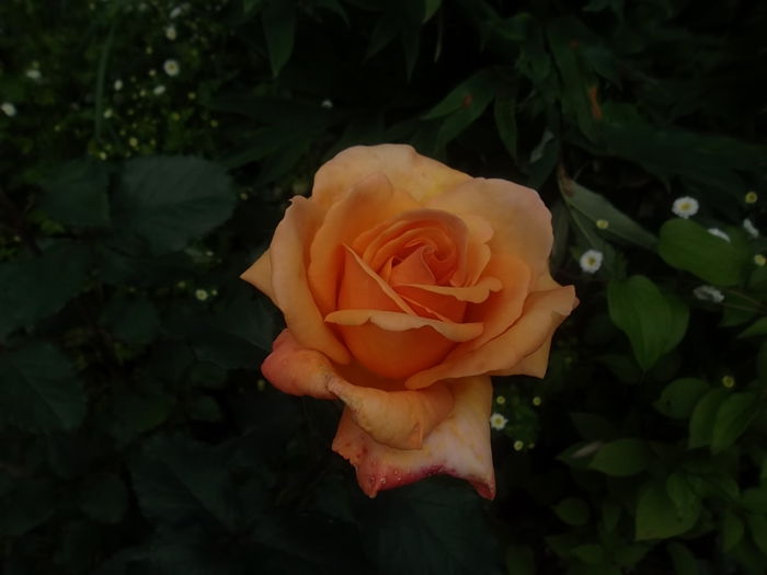  - trandafiri kordes