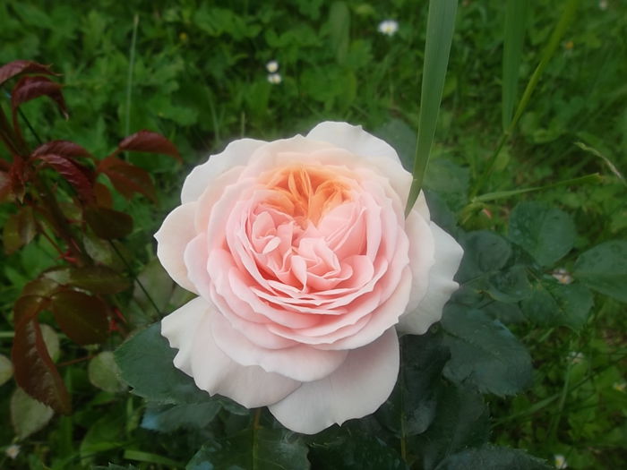 garden of roses - trandafiri kordes