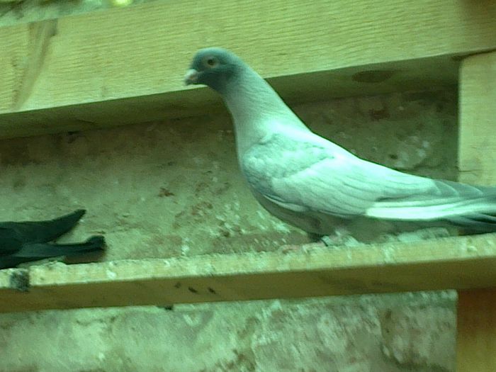 30052014367 - Porumbei swift egipteni