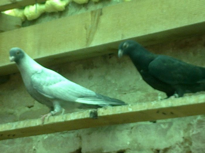 vndut - Porumbei swift egipteni