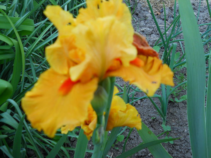 DSCN0203
